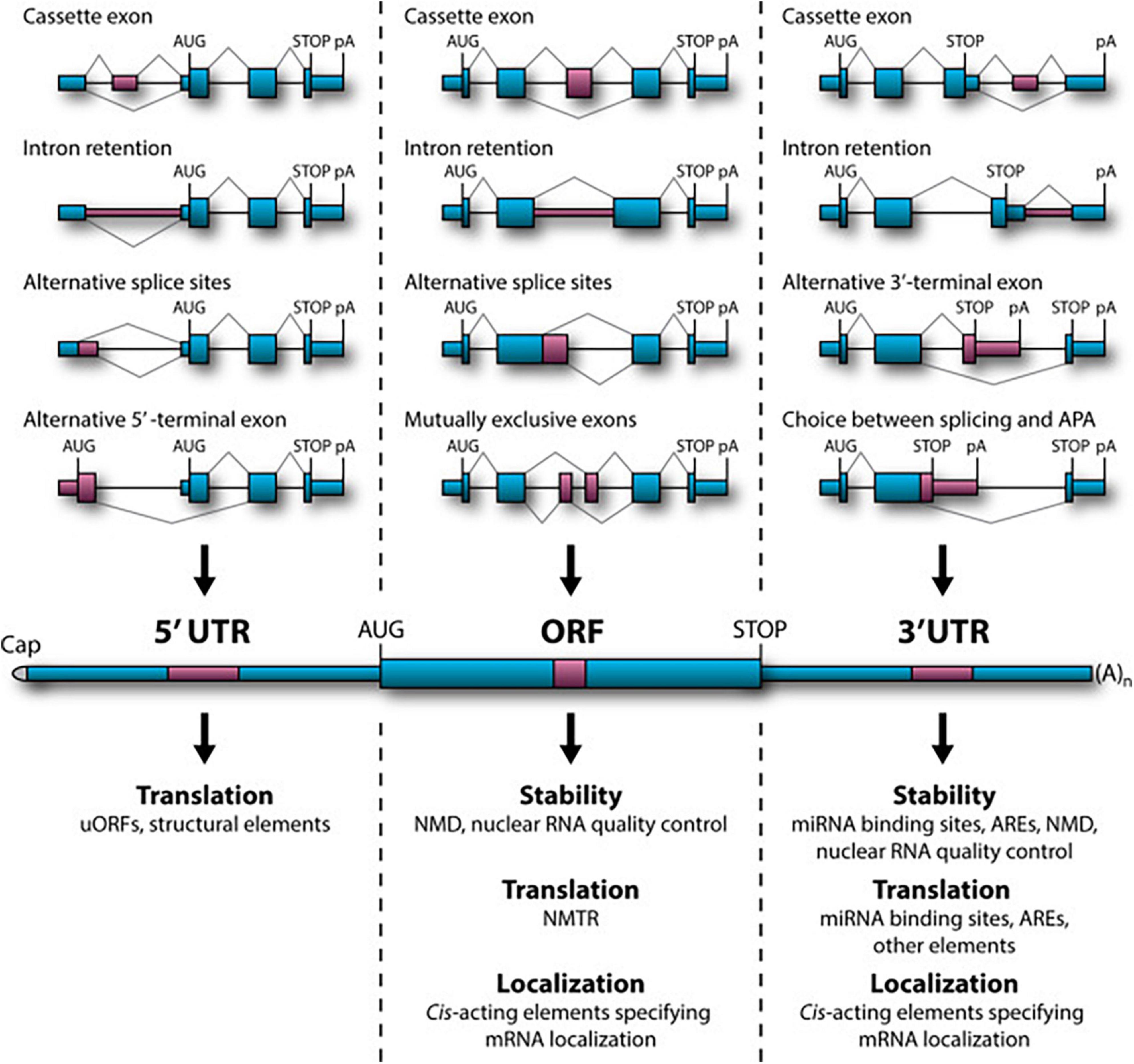 RNA epitranscriptomics dysregulation: A major determinant for significantly increased risk of ASD pathogenesis